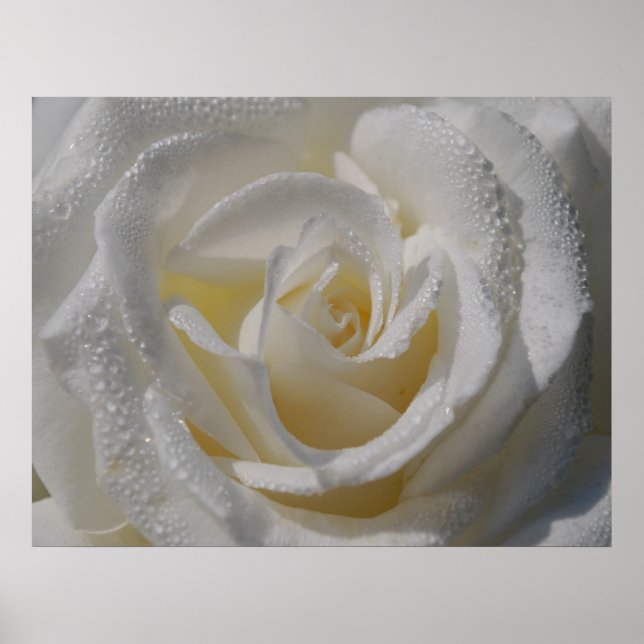 'Purity'-Plakat Poster (Vorne)