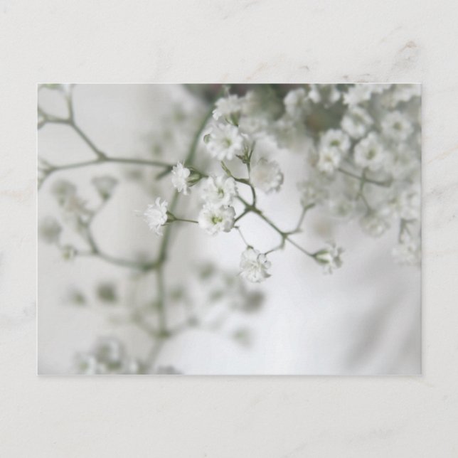 Purity Postcard Postkarte (Vorderseite)