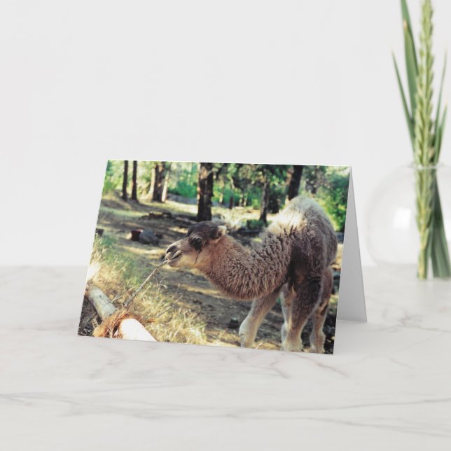 Purnimama Karte (Vorderseite)