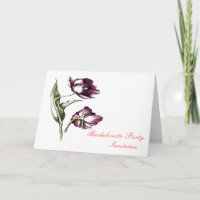 Purpe tulip botanisch Bachelorete Erbrechen