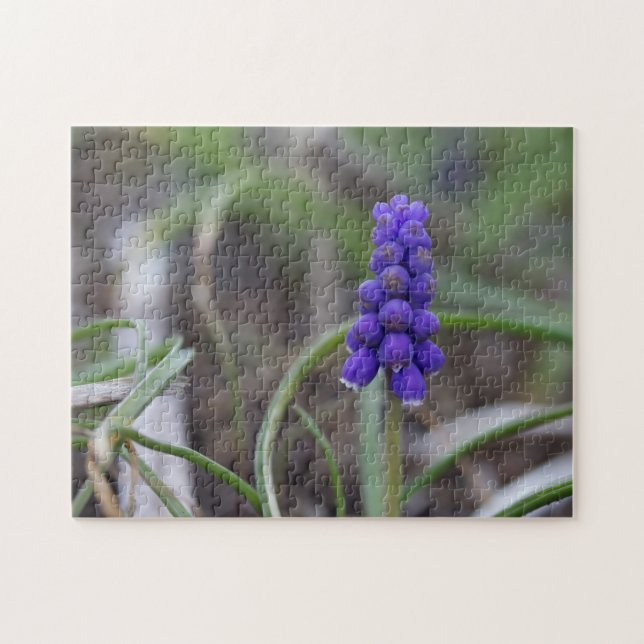 Purple Blumen (Horizontal)