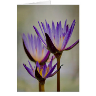Purple Blumen