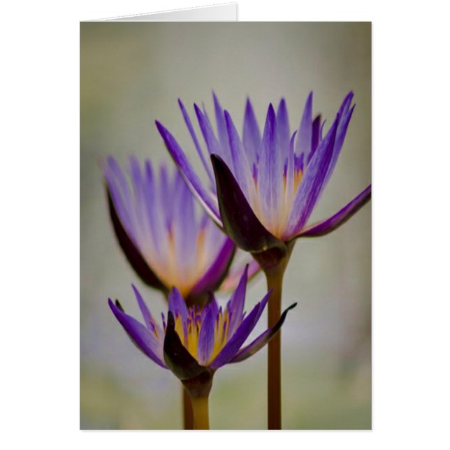 Purple Blumen (Vorne)