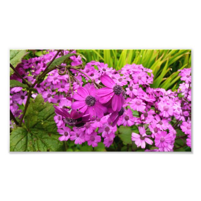 Purple Blumen aus San Francisco Fotodruck (Vorne)