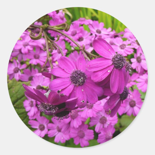 Purple Blumen aus San Francisco Runder Aufkleber (Vorderseite)