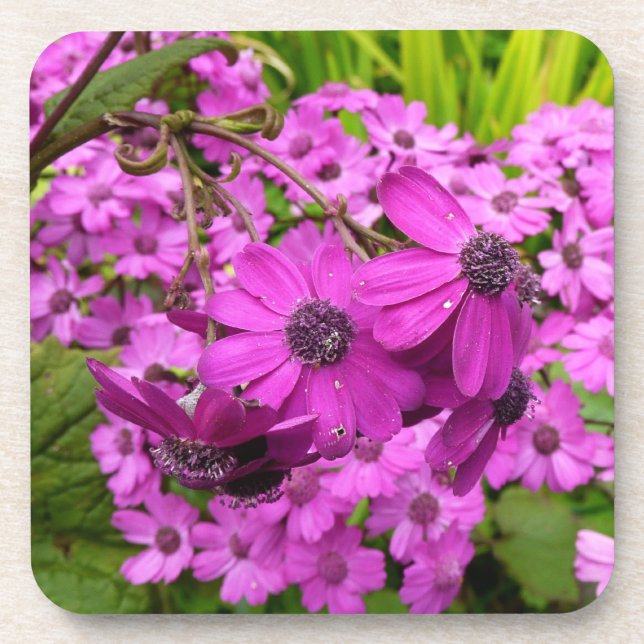 Purple Blumen aus San Francisco Untersetzer (Vorderseite)