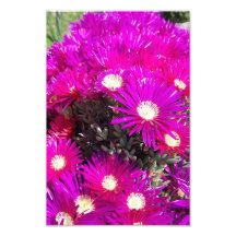 Purple Blumen