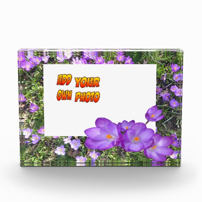 Purple Blumen Lila Crocuses Cust. Fotoblock (Vorderseite)