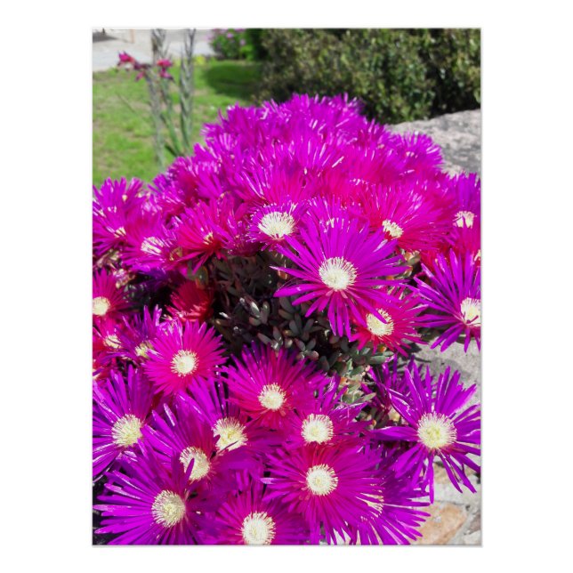 Purple Blumen Poster (Vorderseite)