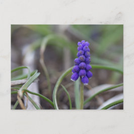 Purple Blumen Postkarte