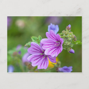 Purple Blumen Postkarte