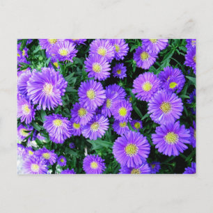 Purple Blumen Postkarte