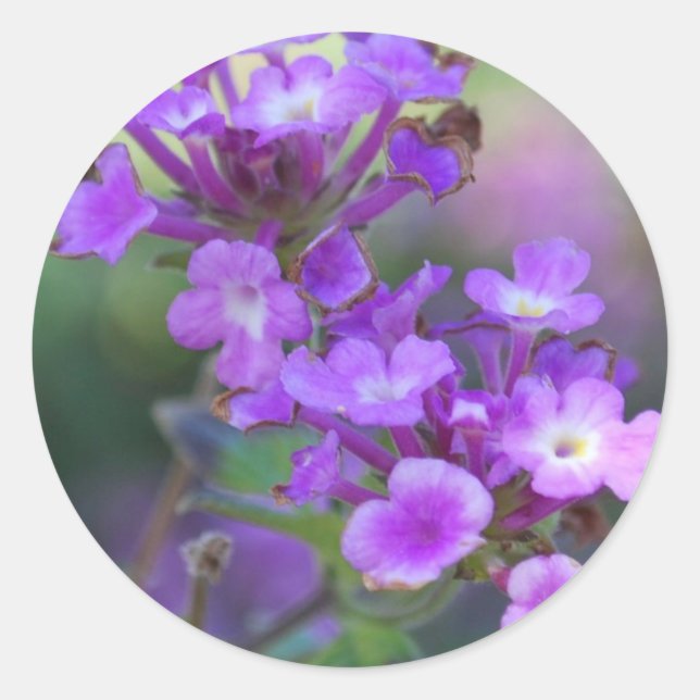 Purple Blumen Runder Aufkleber (Vorderseite)