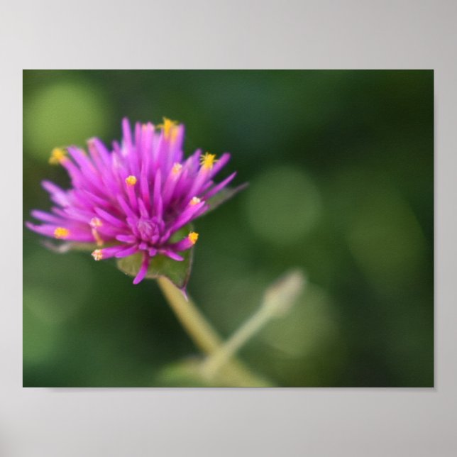 Purple Blumen Sommernaturfotografie Poster (Vorne)