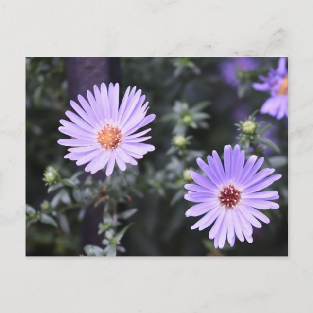 Purple Blumen Sommernaturfotografie Postkarte (Vorderseite)