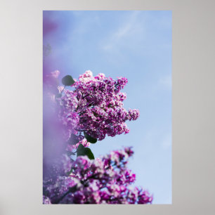 PURPLE-BLUMEN UNTER DEM SCHÖNEN LUG POSTER