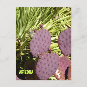 Purple cactus Arizona postcard Postkarte