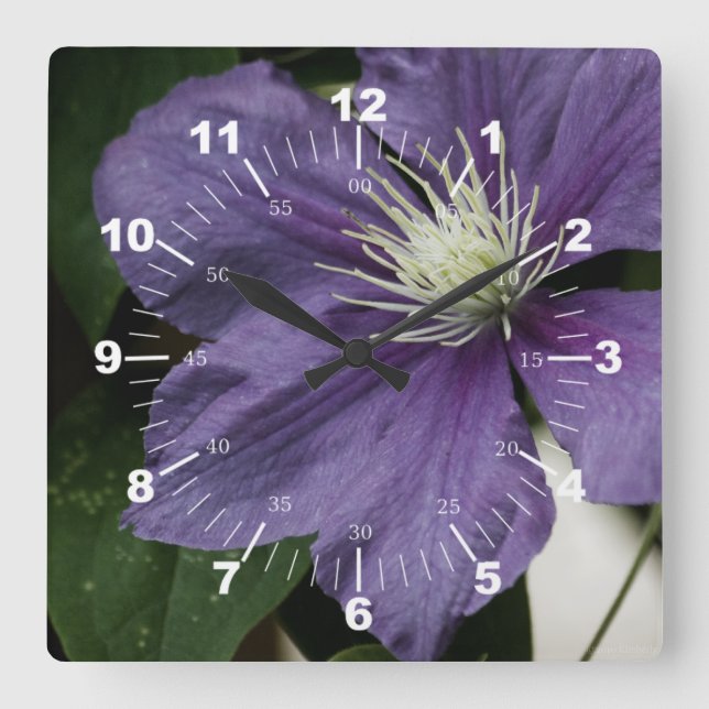 Purple Clematis Quadratische Wanduhr (Vorderseite)