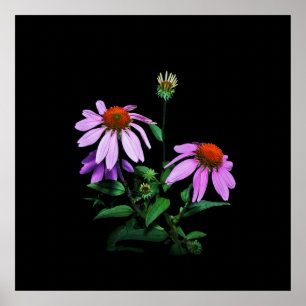 Purple Coneflower On Black Poster