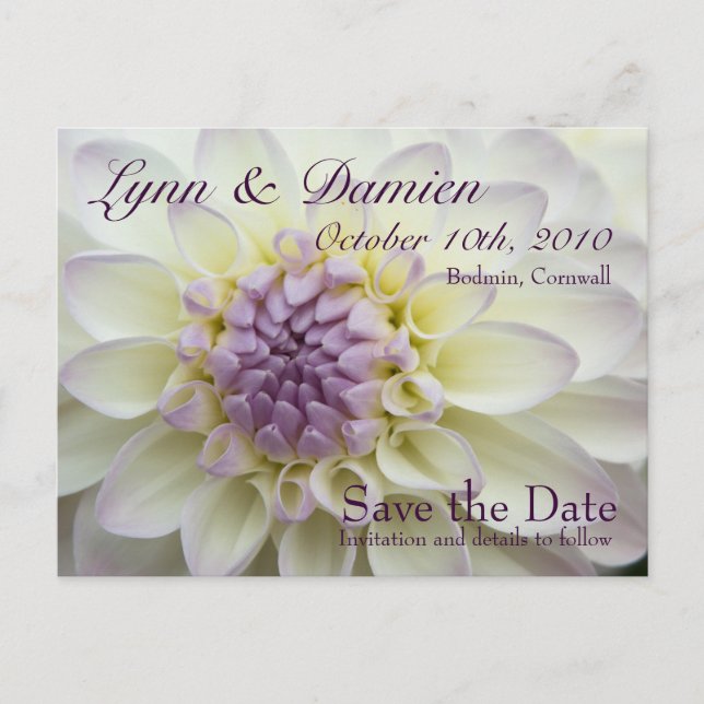 Purple Dahlia ・ Enregistrer la carte postale Date (Devant)