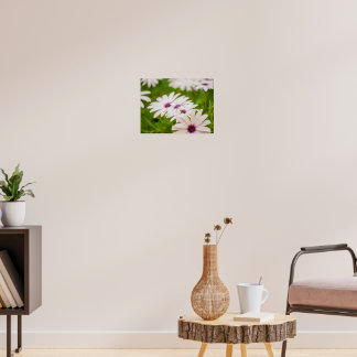 Purple-Eyed White Cape Daisy Trio Poster