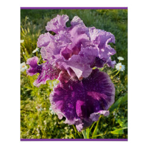 Purple Flowers Floral Iris Irises Mütter Day Card Poster