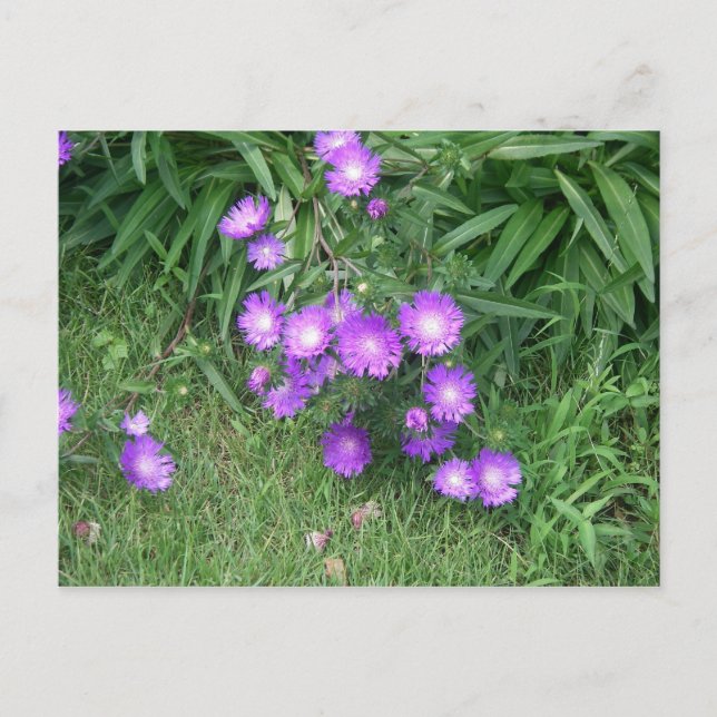 Purple Flowers Postcard Postkarte (Vorderseite)