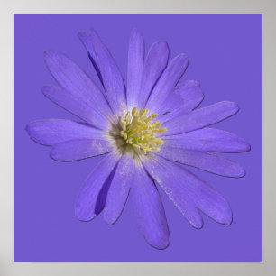 Purple Flowers Print Blue Daisis Art Poster
