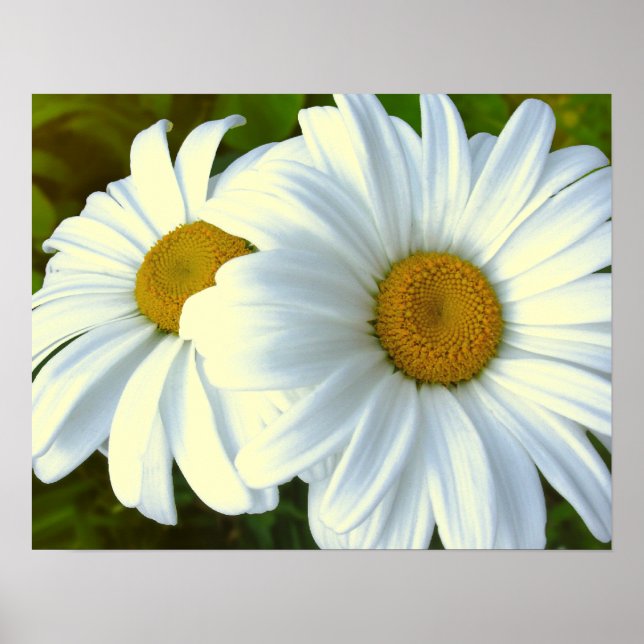 Purple Flowers Print Classic Daisies Poster Print (Vorne)