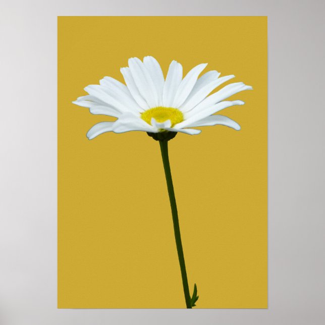 Purple Flowers Print Classic Daisies Poster Print (Vorne)