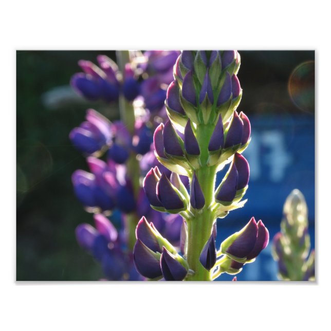 Purple Flowers Spring Foto Print (Vorne)