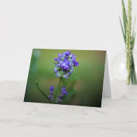 Purple glacé, carte