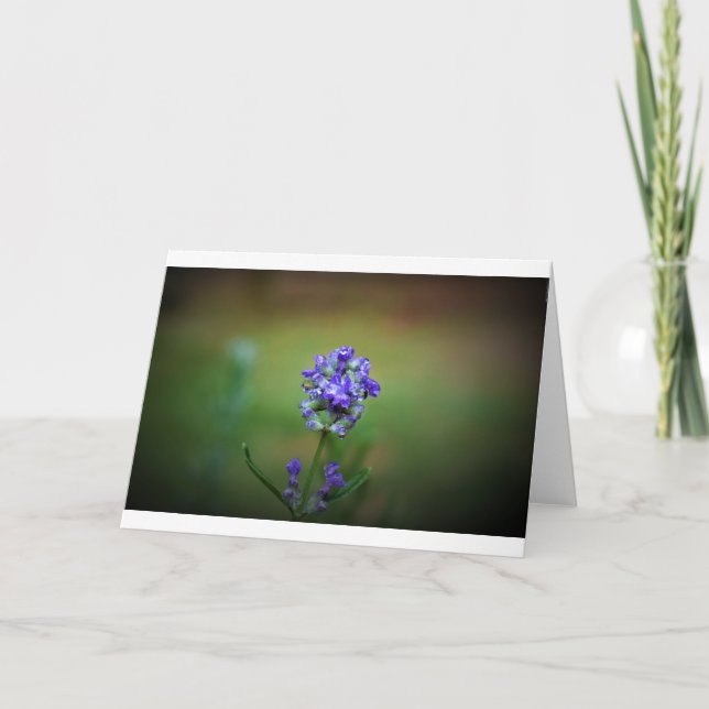 Purple glacé, carte (Devant)