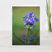 Purple glacé, carte