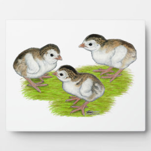 Purple Guinea Keets Fotoplatte