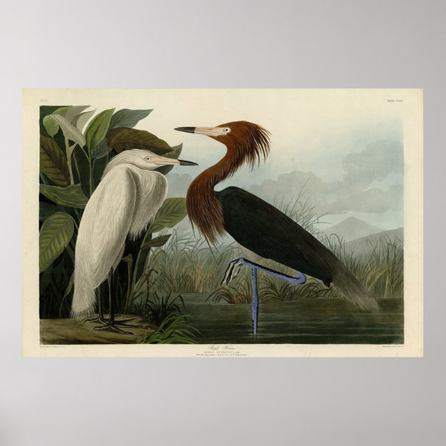 Purple Heron - from Audubon's Birds of America Poster (Vorne)