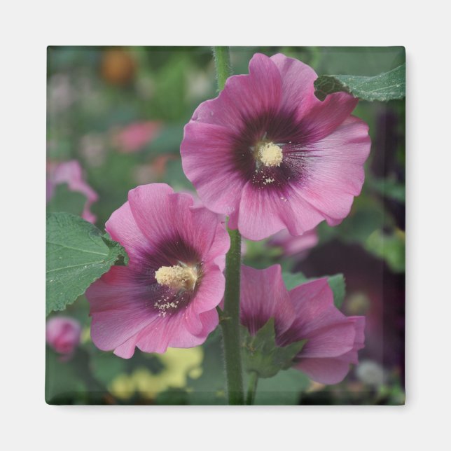 Purple hibiscus flowers magnet (Vorne)