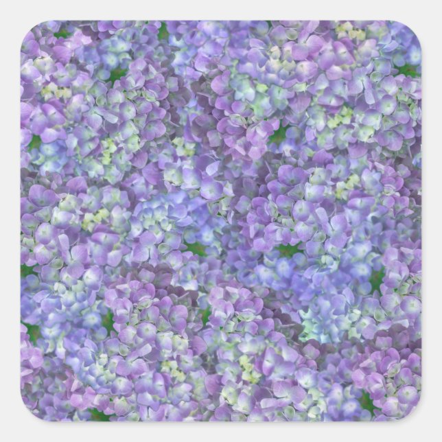 Purple hydrangea flowers quadratischer aufkleber (Vorderseite)