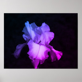 Purple Iris Floral Photography  Poster