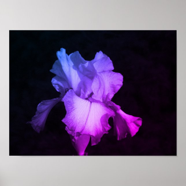 Purple Iris Floral Photography  Poster (Vorne)
