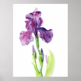 Purple Iris in Light Watercolor Poster