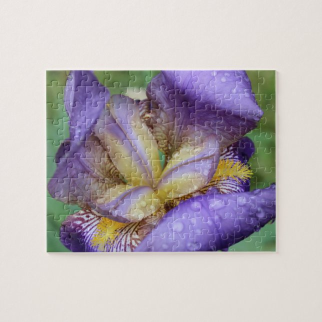 Purple Iris (Iris Germanica) (Horizontal)