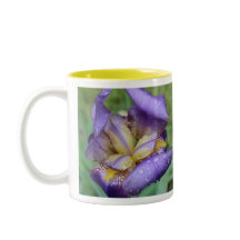 Purple Iris (Iris Germanica)