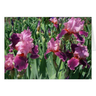 Purple Irises Printemps Floral