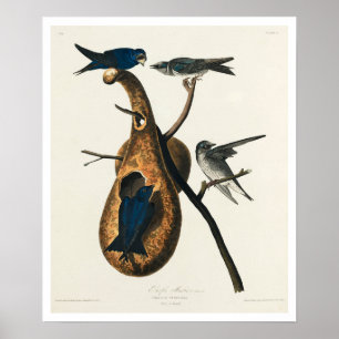 Purple Martin par Audubon Poster