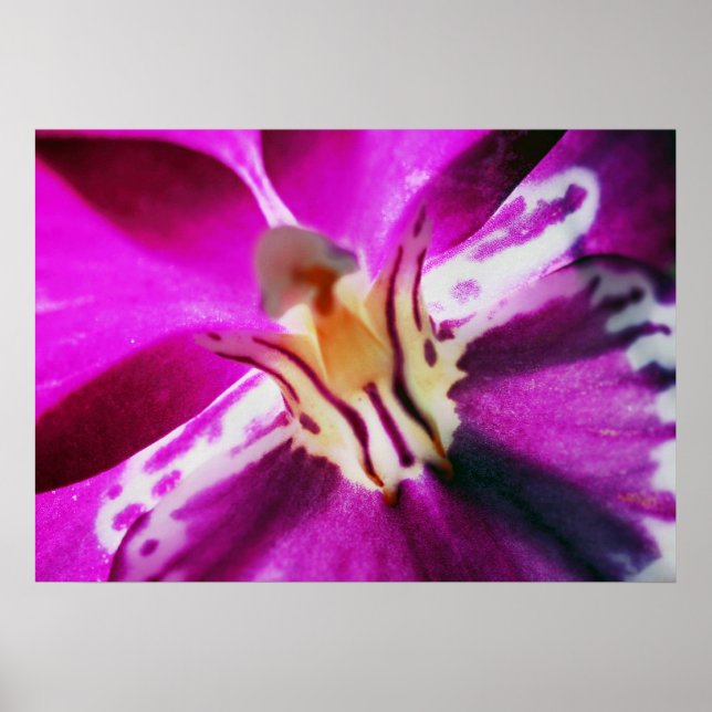 Purple Orchid Poster (Vorne)