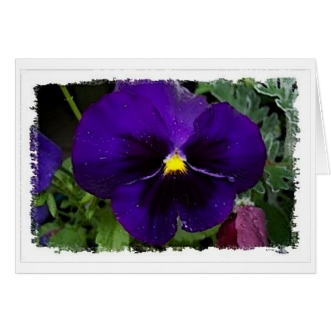 Purple Pansie (Devant horizontal)