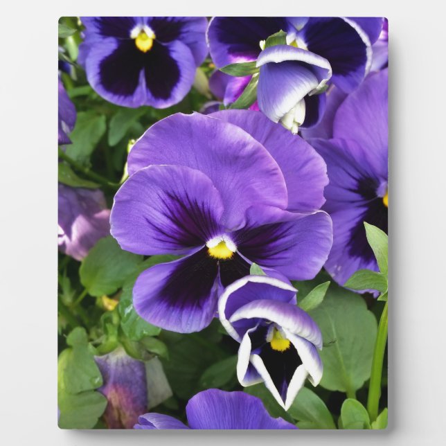 purple pansies fotoplatte (Vorderseite)
