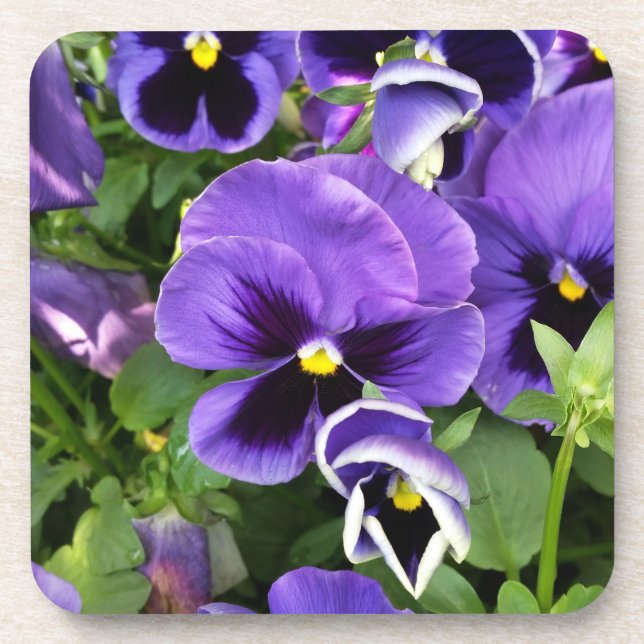 purple pansies getränkeuntersetzer (Vorderseite)