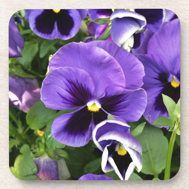 purple pansies untersetzer (Vorderseite)